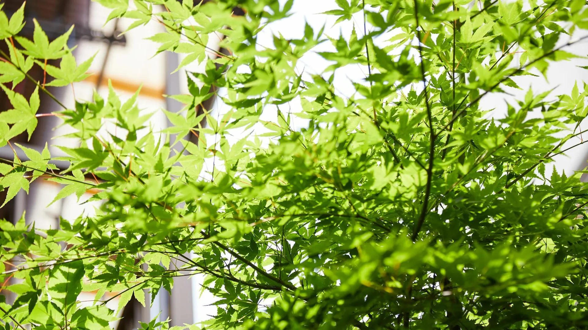 Tachibana An Villa Kyoto